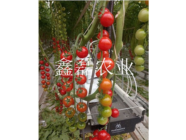 花卉、育苗基地